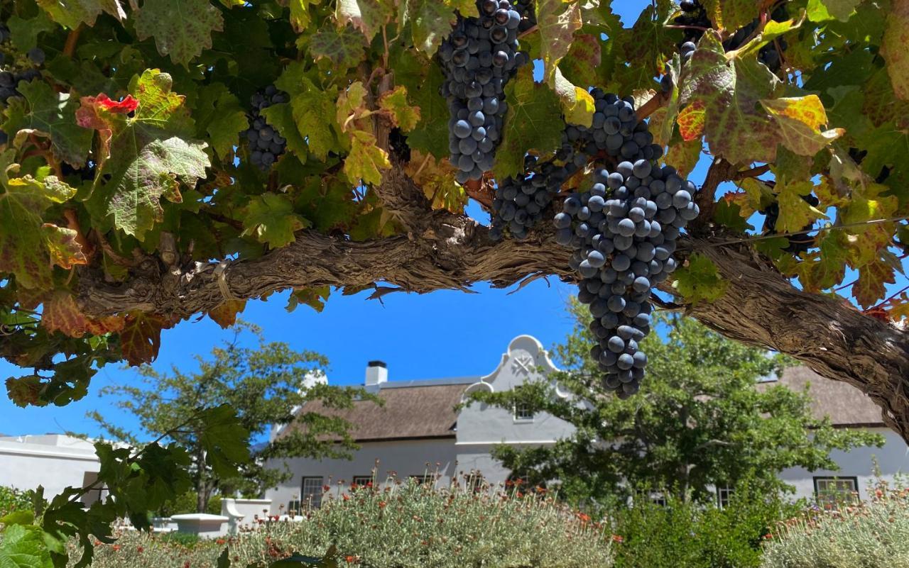 The Vineyard Cottage By L' Amitie Estate فرانستشوك المظهر الخارجي الصورة